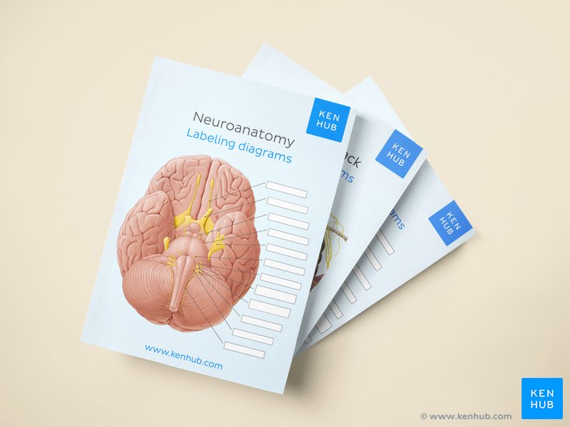 Bundle of printable anatomy labeling ebooks.