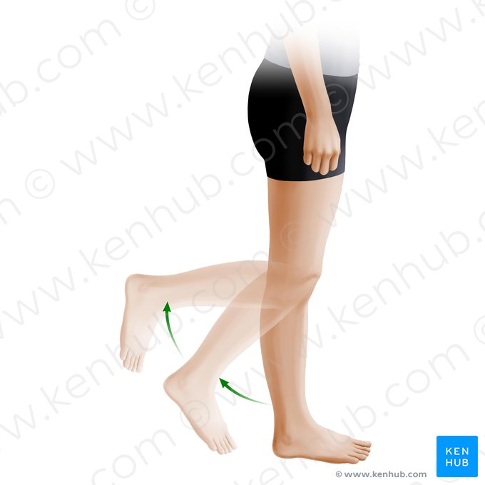 Flexión de la rodilla (Flexio cruris); Imagen: Paul Kim