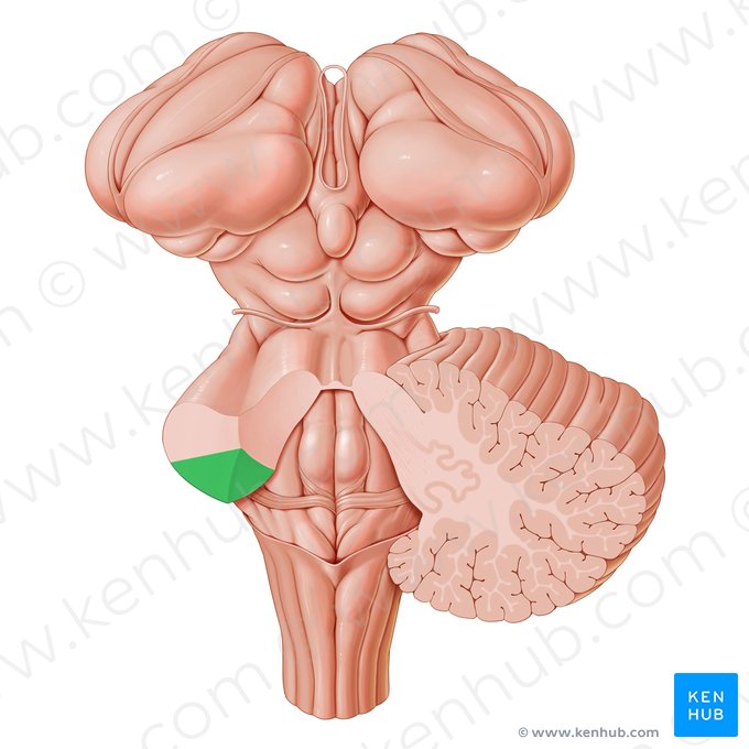 Pedúnculo cerebelar inferior (Pedunculus cerebellaris inferior); Imagem: Paul Kim