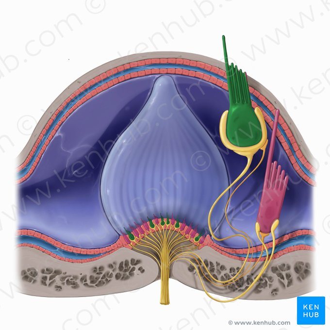 Type I vestibular hair cell (Vestibulocytus typi I); Image: Tal Bavli Ziv