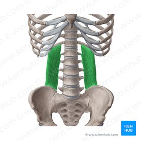 Músculo quadrado lombar (Musculus quadratus lumborum); Imagem: Yousun Koh