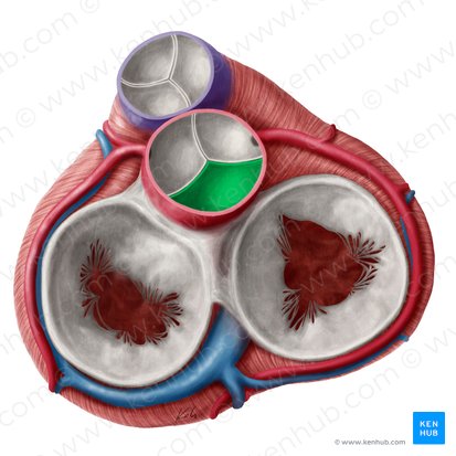 Cúspide não coronária da valva aórtica (Valvula noncoronaria valvae aortae); Imagem: Yousun Koh