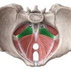 Coccygeus muscle