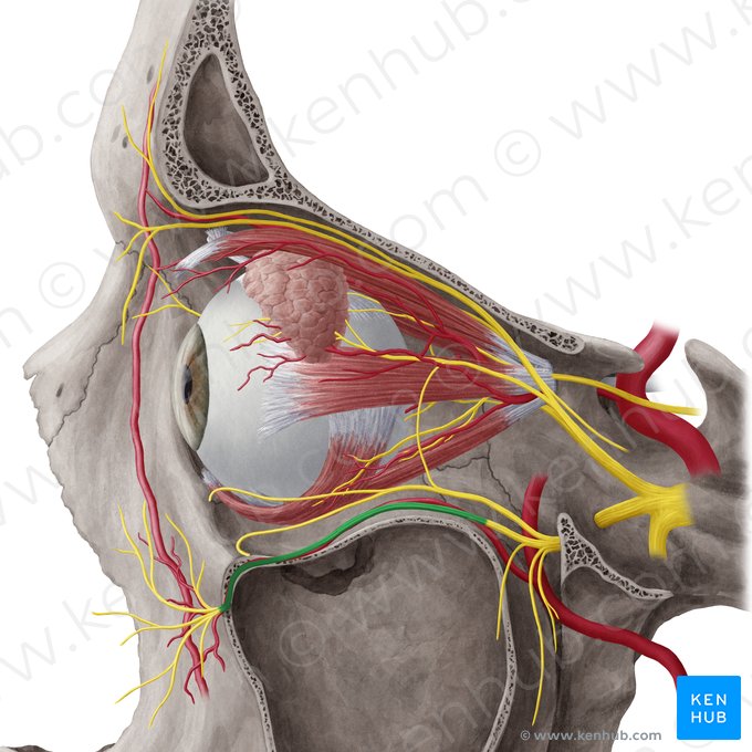 Infraorbital nerve (Nervus infraorbitalis); Image: Yousun Koh