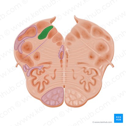 Nucleus of solitary tract (Nucleus tractus solitarii); Image: Paul Kim