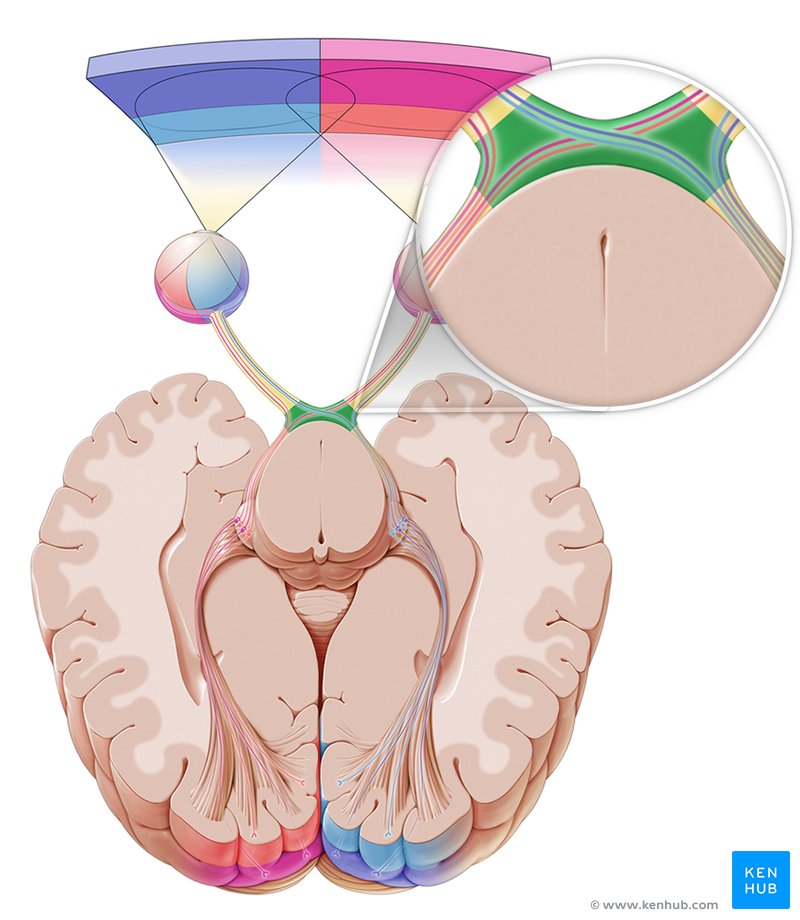 Chiasma opticum Anatomie, Funktion & Klinik Kenhub