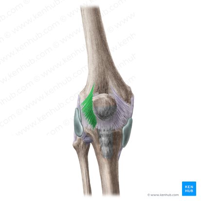 Lateral patellar retinaculum (Retinaculum patellae laterale); Image: Liene Znotina