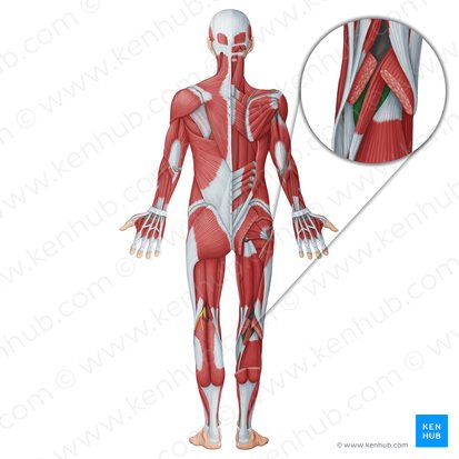 Popliteus muscle (Musculus popliteus); Image: Irina Münstermann