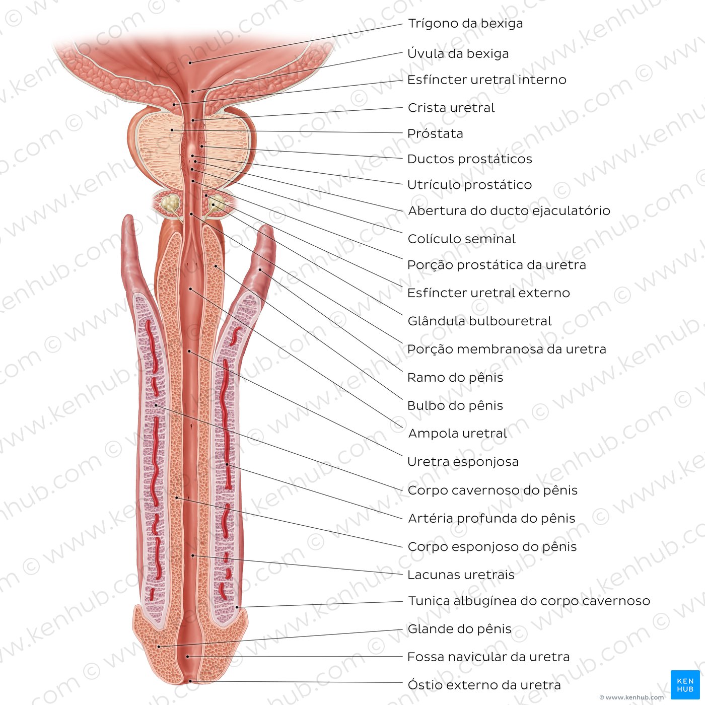 Uretra masculina - um diagrama