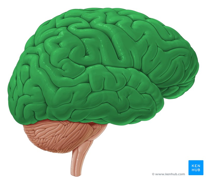 lóbulos del cerebro y funciones