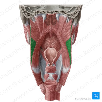 Middle pharyngeal constrictor muscle (Musculus constrictor medius pharyngis); Image: Yousun Koh