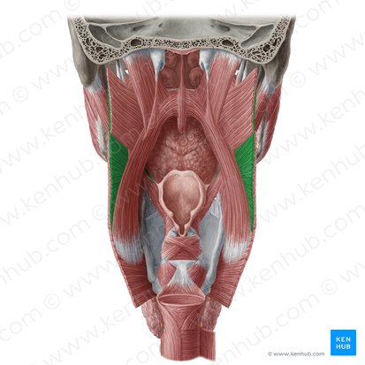 Músculo constritor médio da faringe (Musculus constrictor medius pharyngis); Imagem: Yousun Koh