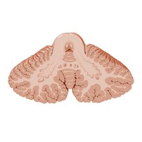 Cerebellum