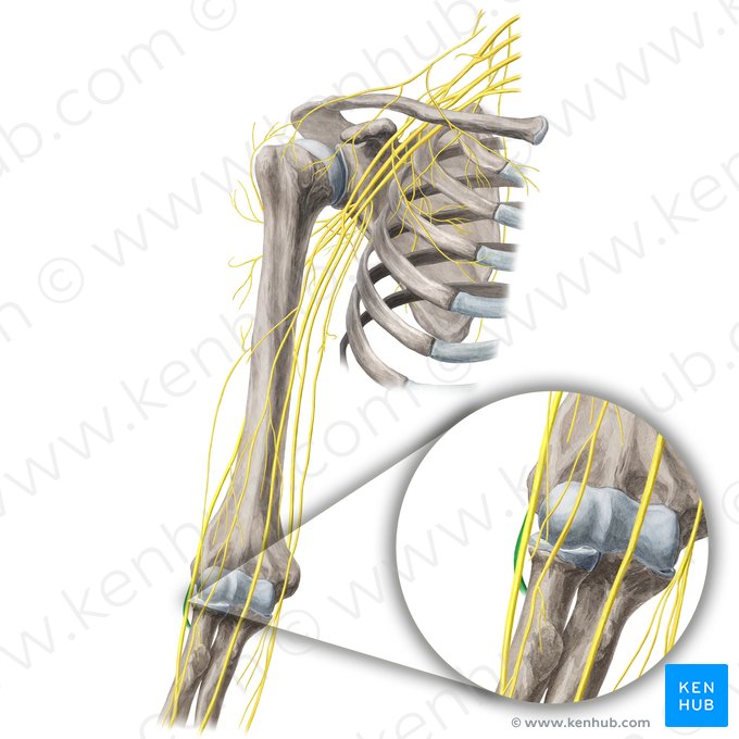 Ramo profundo del nervio radial (Ramus profundus nervi radialis); Imagen: Yousun Koh