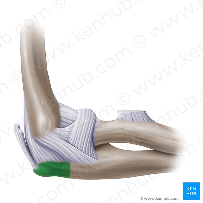 Olécrâne de l'ulna (Olecranon ulnae); Image : Paul Kim