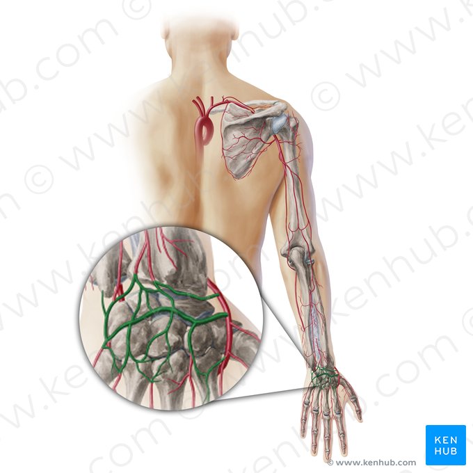 Dorsal carpal anastomosis (Rete dorsale carpi); Image: Paul Kim