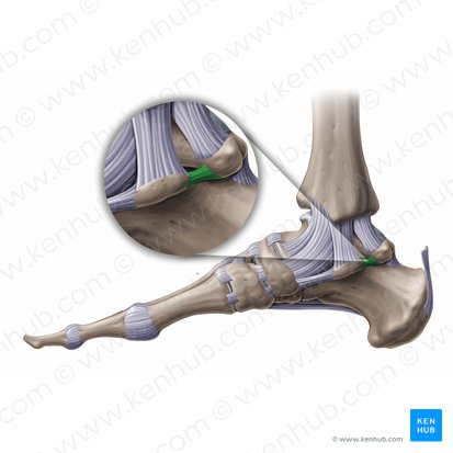 Medial talocalcaneal ligament (Ligamentum talocalcaneum mediale); Image: Paul Kim