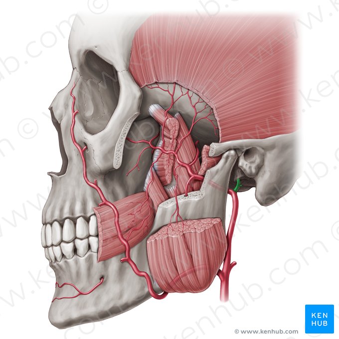 Arteria temporalis superficialis (Oberflächliche Schläfenarterie); Bild: Paul Kim