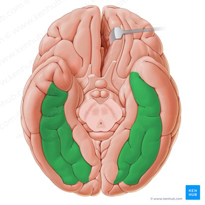 Giro occipitotemporal (Gyri occipitotemporales); Imagen: Paul Kim