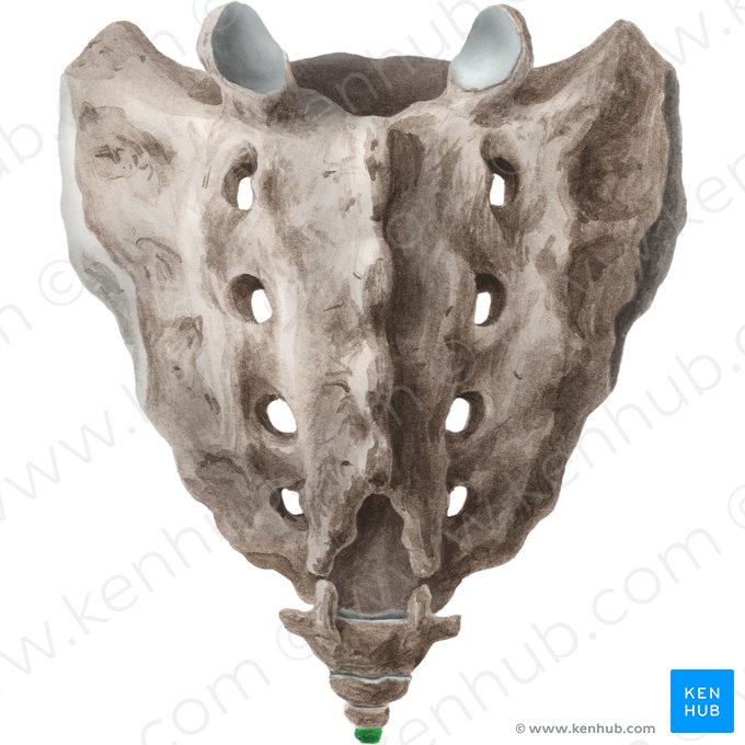 Vértice del cóccix (Apex ossis coccygis); Imagen: Liene Znotina