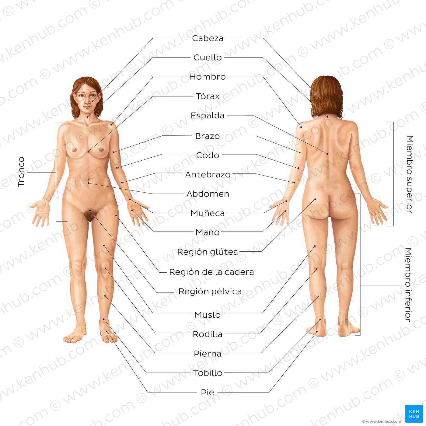 Anatomía corporal femenina (cara anterior y posterior)