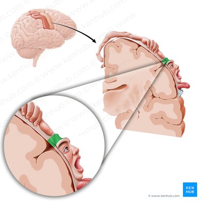 Motor cortex of forehead (Cortex motorius regionis frontalis); Image: Paul Kim