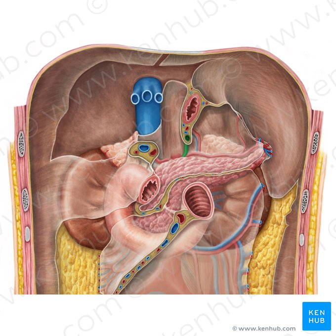 Artère gastrique gauche (Arteria gastrica sinistra); Image : Irina Münstermann