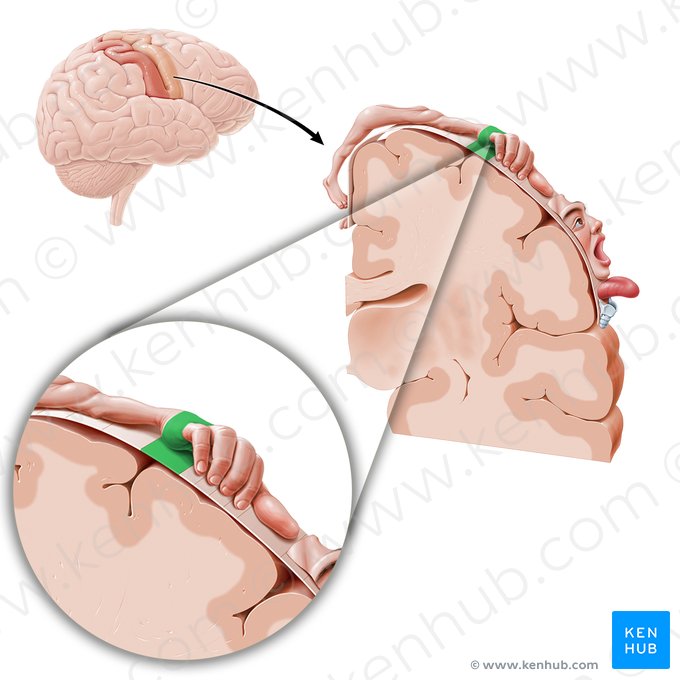 Córtex motor da mão (Cortex motorius regionis metacarpi); Imagem: Paul Kim