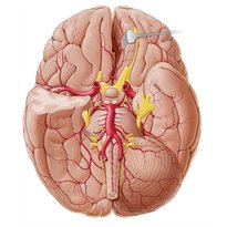 Blood supply of the brain 