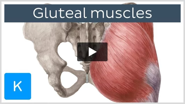 Fun Facts About Your 3 Glute Muscles