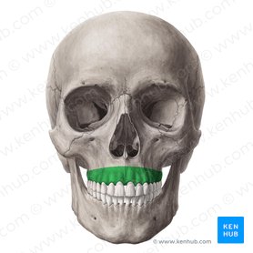 Proceso alveolar del maxilar (Processus alveolaris maxillae); Imagen: Yousun Koh