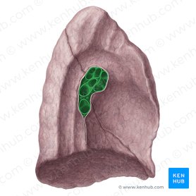 Hilo do pulmão esquerdo (Hilum pulmonis sinistri); Imagem: Yousun Koh