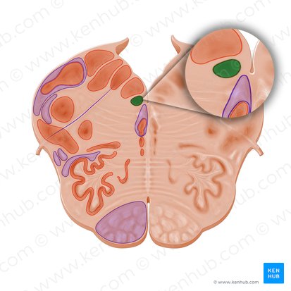 Núcleo subhipogloso (Nucleus subhypoglossalis); Imagen: Paul Kim