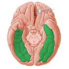 Fusiform gyrus