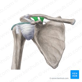 Coracoclavicular ligament (Ligamentum coracoclaviculare); Image: Yousun Koh