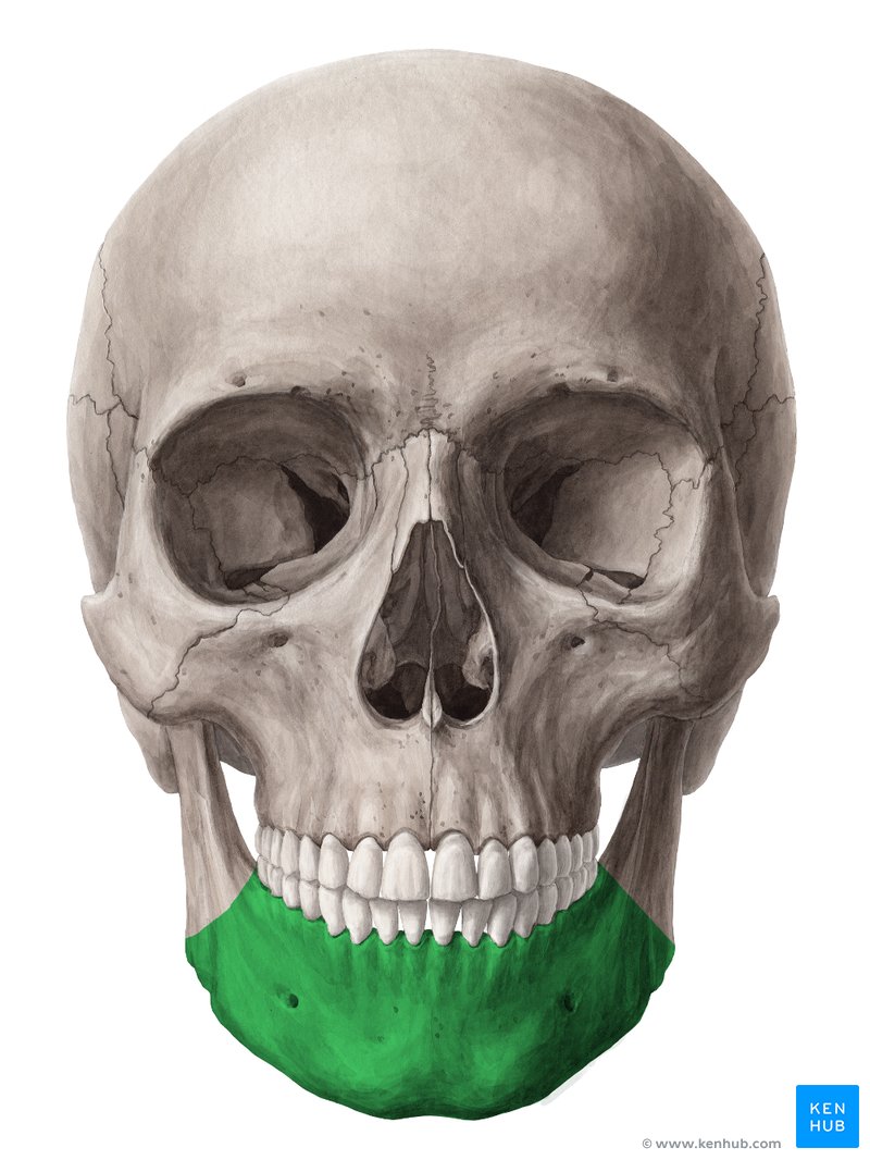 Corpo da mandíbula (verde) - vista anterior