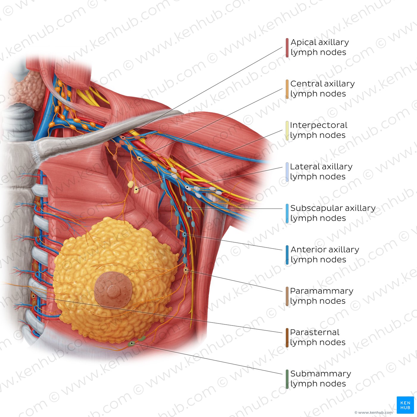 Premium Vector  Female chest anatomy mammary gland duct and lobular  structure