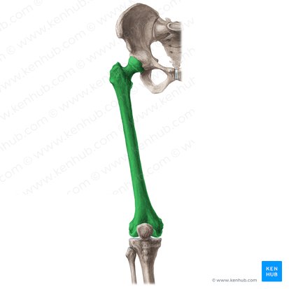 Fémur (Os femoris); Imagen: Liene Znotina