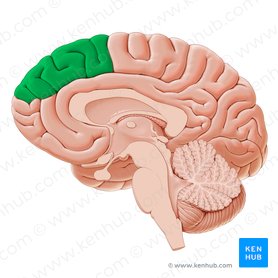 Corteza prefrontal dorsomedial (Cortex prefrontalis dorsomedialis); Imagen: Yousun Koh