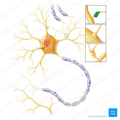 Synapse axodentritique (Synapsis axodendritica); Image : Paul Kim