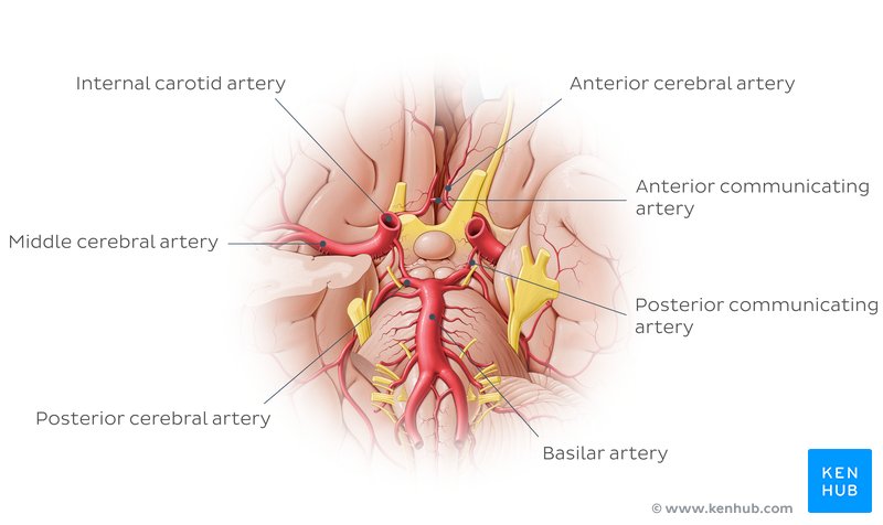 Arteries of the brain