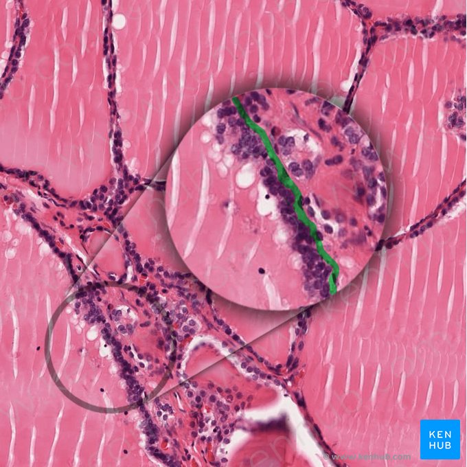 Membrana basal (Membrana basalis); Imagen: 