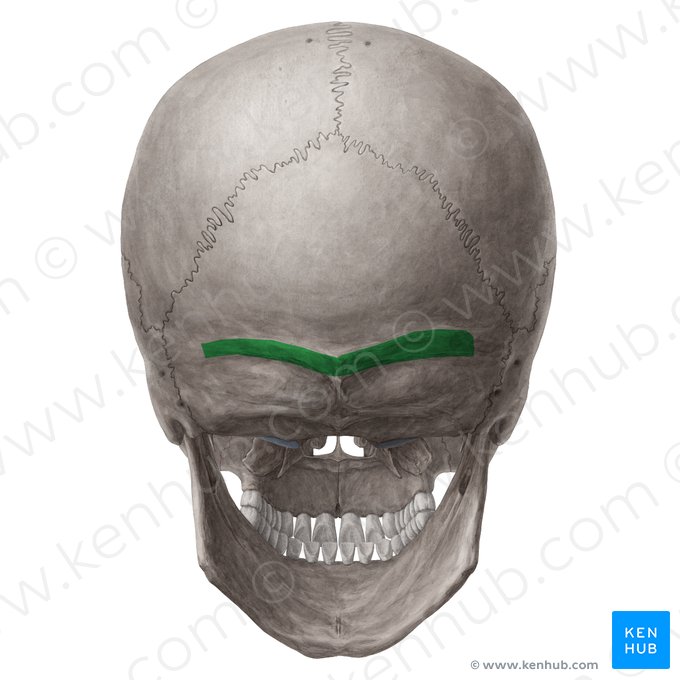 Superior nuchal line of occipital bone (Linea nuchalis superior ossis occipitalis); Image: Yousun Koh