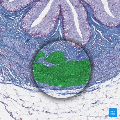 Capa muscular del uréter (Tunica muscularis ureteris); Imagen: 