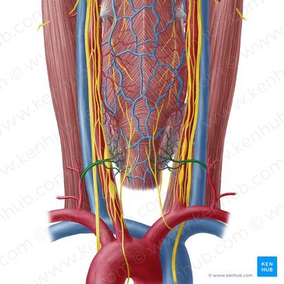 Arteria tiroidea inferior (Arteria thyroidea inferior); Imagen: Yousun Koh