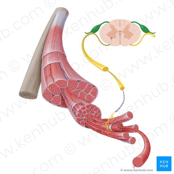Raíz posterior del nervio espinal (Radix posterior nervi spinalis); Imagen: Paul Kim