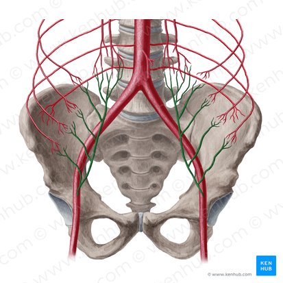 Arteria epigastrica inferior (Untere Bauchdeckenarterie); Bild: Yousun Koh