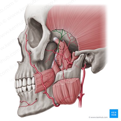 Arteria temporal profunda anterior (Arteria temporalis profunda anterior); Imagen: Paul Kim