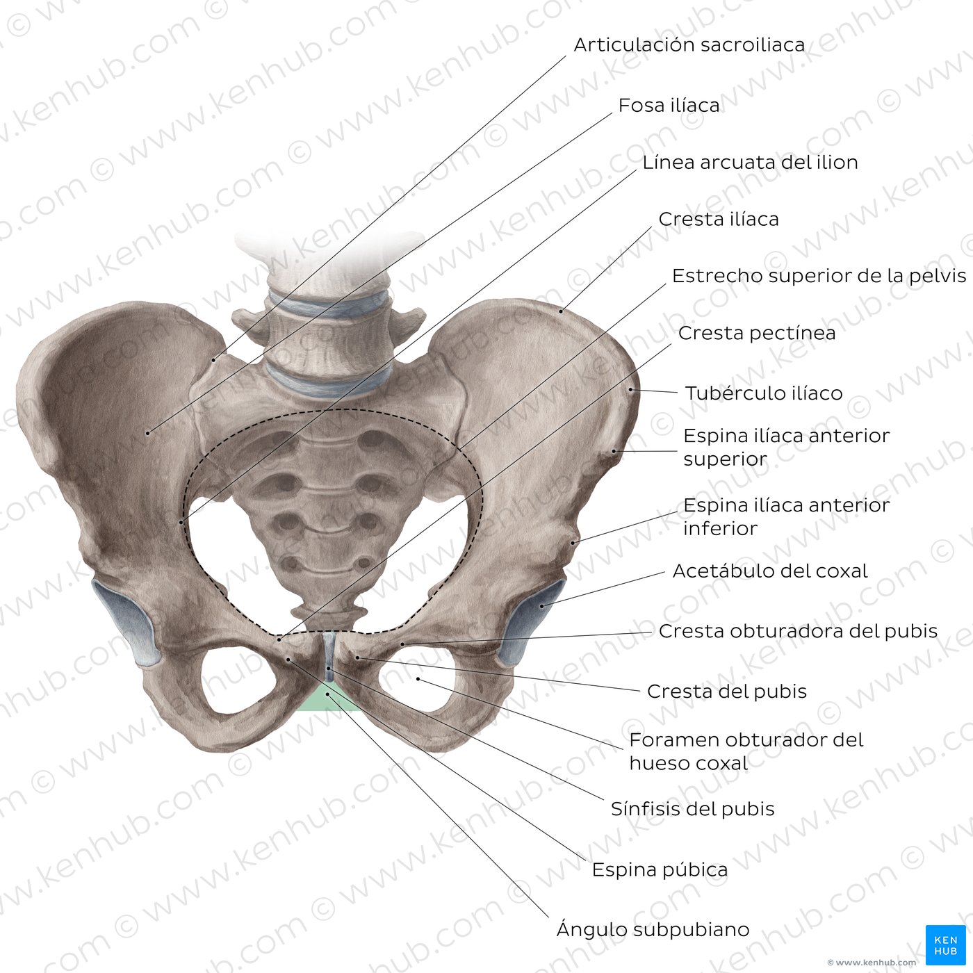 Vista anterior de la pelvis ósea