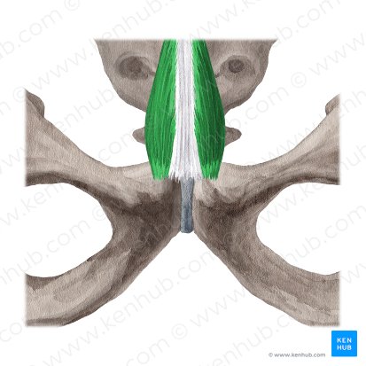 Pyramidalis muscle (Musculus pyramidalis); Image: Yousun Koh